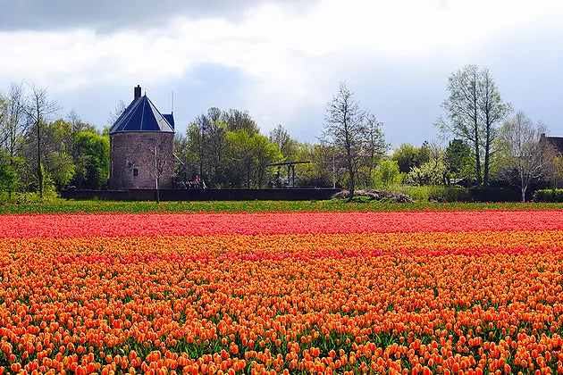 Tulipmania in Holland