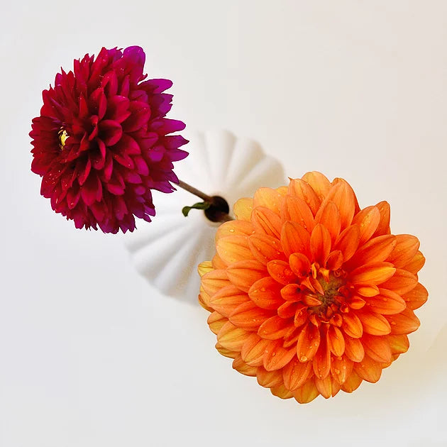 Delightful Dahlias!