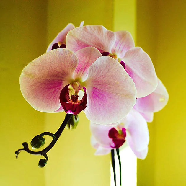 How to keep your Orchids Blooming