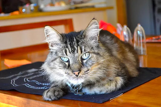 The Joy of Kitty